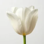 پیاز گل لاله