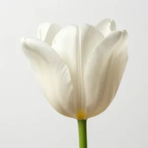 پیاز گل لاله